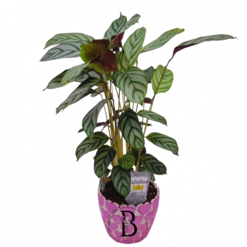 Dua Çiçeği Calathea