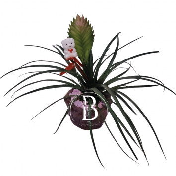 Tillandsia